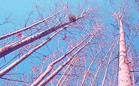 普通話(huà)考試?yán)首x作品:白楊