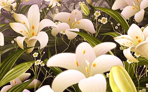 插花技巧百合花