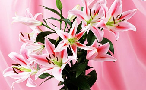 《心田上的百合花》讀后感