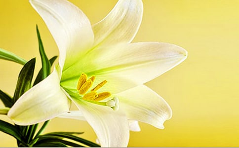 �ٺϻ��廨���E