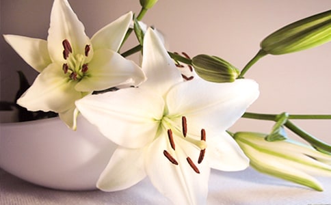 關于百合花的唯美句子