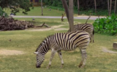 禮讓斑馬線的倡議書