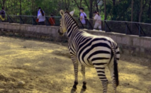 【精品】文明禮讓斑馬線倡議書四篇