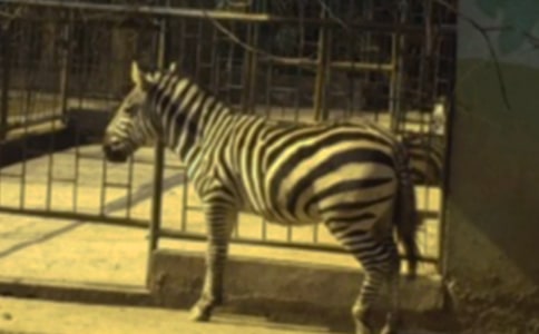 文明禮讓斑馬線倡議書(合集15篇)