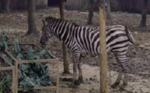 �����Y׌���R�����h��