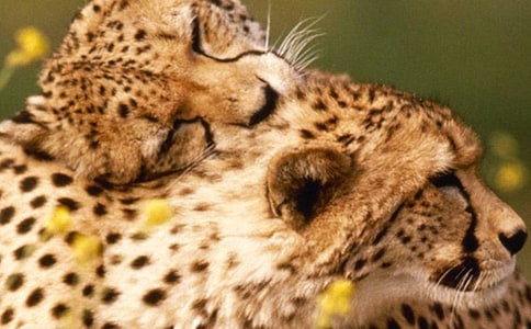 瘋狂猜成語一個人一個豹子