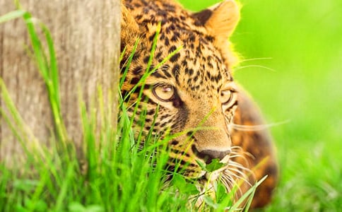 一頭牛和一只土豹子的人生感悟故事