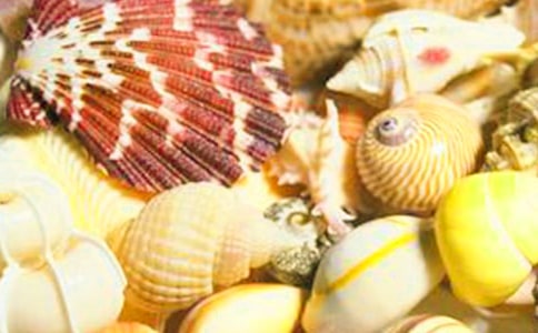 海邊撿貝殼作文集合【15篇】