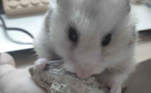 �茑�}����^����ӛ