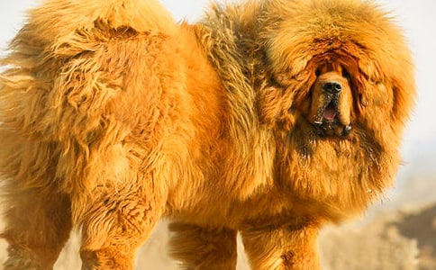 藏獒渡魂讀后感