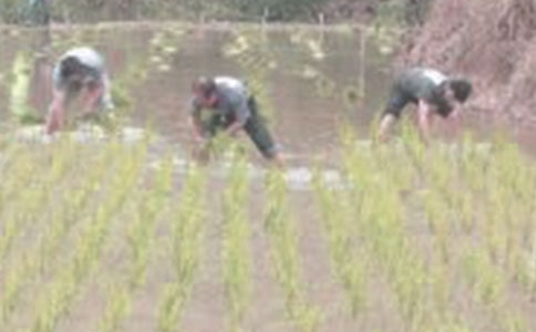 精選插秧作文400字3篇