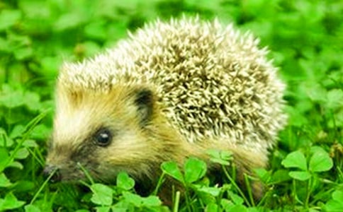 幼兒經(jīng)典童話故事:貪玩的小刺猬