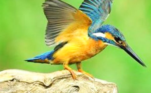 人教版語文三年級翠鳥教學(xué)設(shè)計