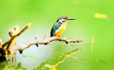 三年級(jí)下冊(cè)翠鳥(niǎo)教學(xué)設(shè)計(jì)