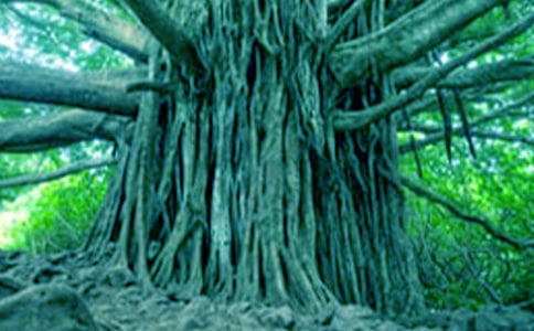 �ְ���һ�ô�����꼉���ģ����x16ƪ��