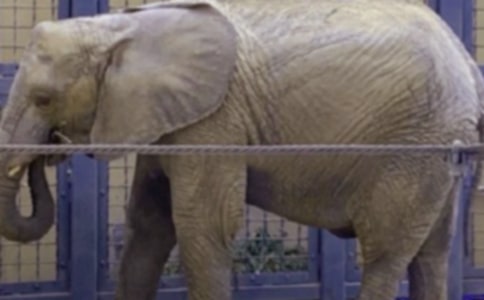 大象版五年級下冊科學教學計劃(通用8篇)