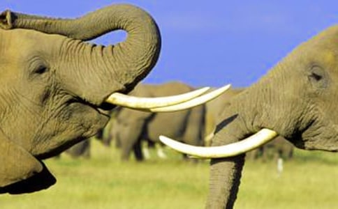 ����ͯԒ���ģ���(sh��)��2ƪ��