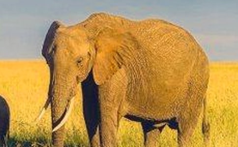 【熱門】大象童話作文匯編9篇