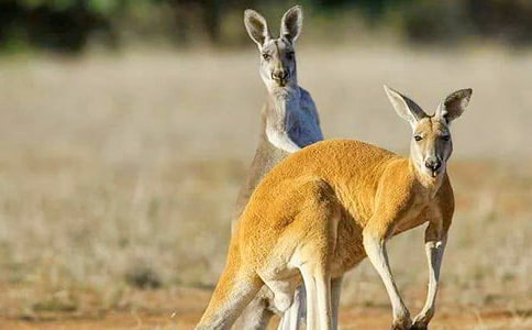 С��������(d��ng)�̰�-С�����\(y��n)����