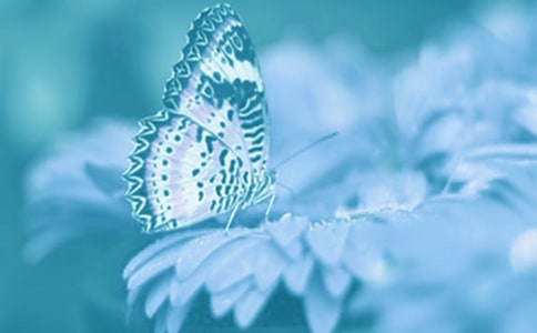 動(dòng)植物觀察日記400字