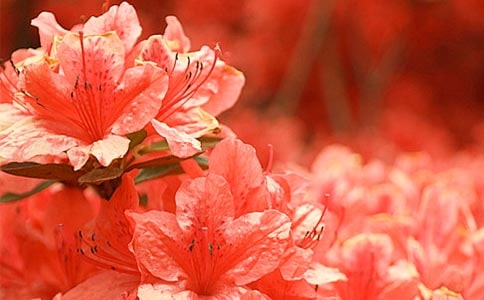 ������N����ô�B(y��ng)-������N���B(y��ng)ֳ����