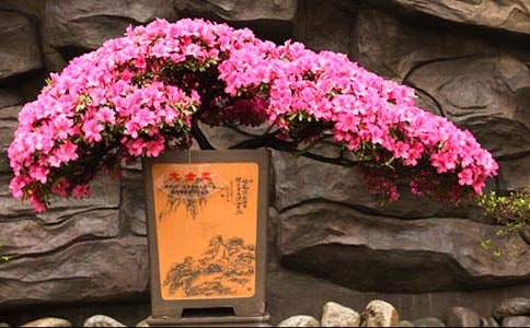 2015井岡山國際杜鵑花節(jié)