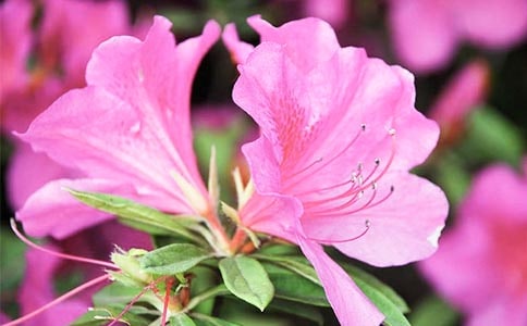 觀察日記植物杜鵑花