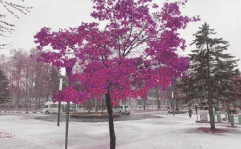 ���Lѩɽ��R���x���100��