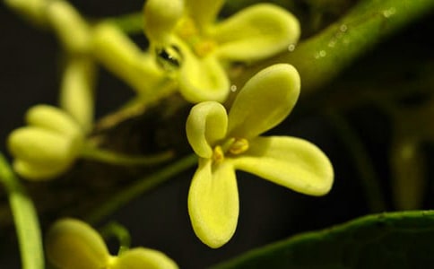 觀察日記桂花400字(通用17篇)