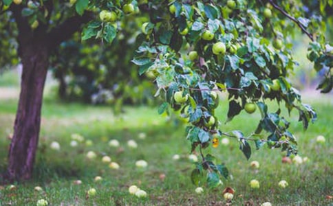 農(nóng)村個人果園承包合同書