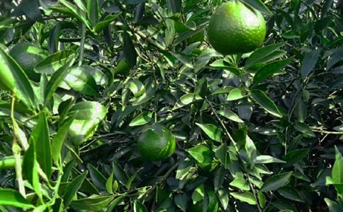 果園承包合同模板