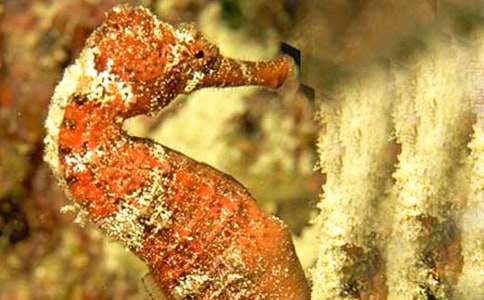 海馬的焦慮-管理寓言故事