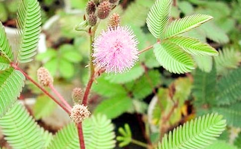 2017���߲ݵ��^����ӛ