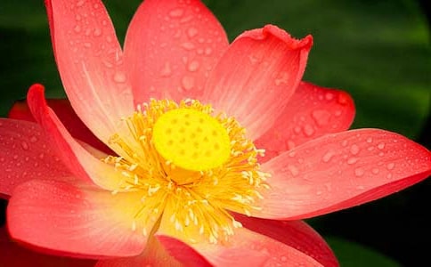 �ɻ���Ψ���⾳����