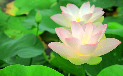 �P(gu��n)���茑�ɻ�Ʒ�|(zh��)��'�~�Z(y��)�R��