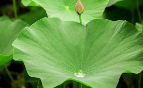 冬瓜荷葉茶沖泡方法