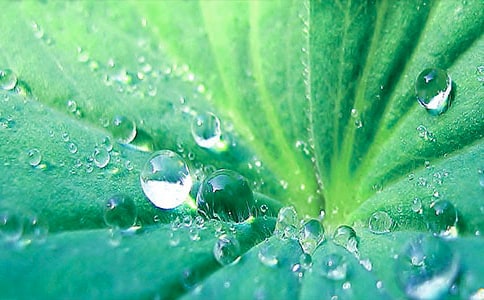 7種荷葉減肥茶配方