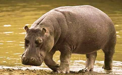 ������(��i)���ֵĺ��R���̰�