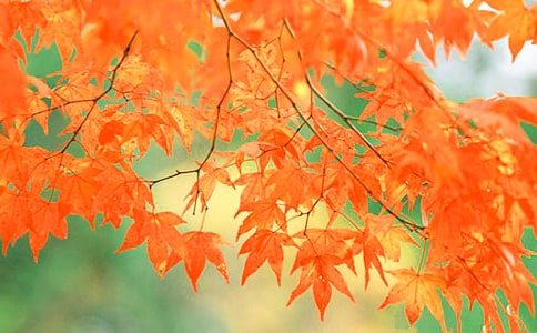 ��ɽ�ļt�~����