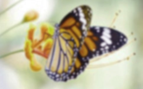 《蝴蝶夢》淺談希區(qū)柯克的懸念鋪展