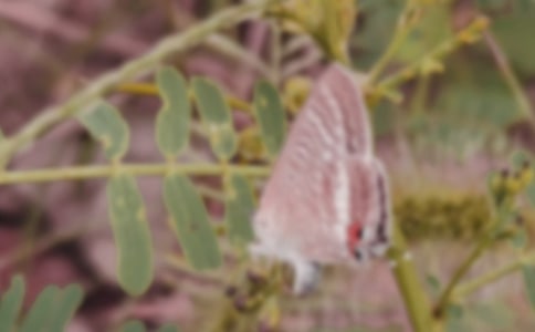 拍好蝴蝶的攝影技巧