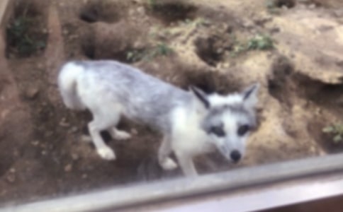 狼和狐貍童話作文合集14篇