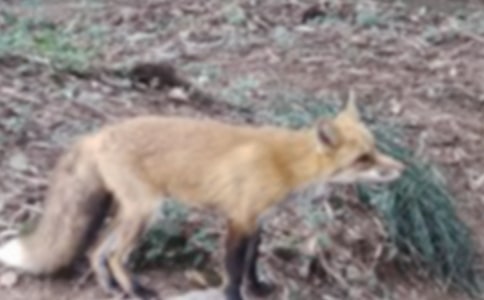 《狐貍和鶴》讀后感(通用10篇)