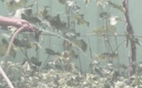 澆花的作文300字合集五篇