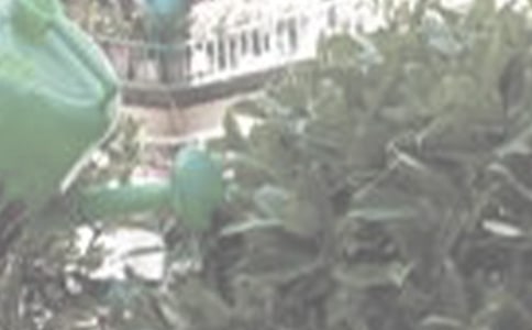 爺爺泡茶我澆花小學(xué)生作文