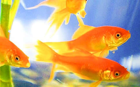 �茑���~��Ψ������