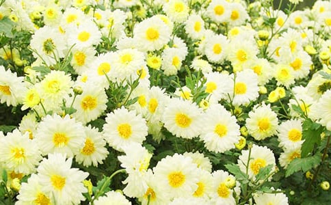 �ջ�������(ͨ��)