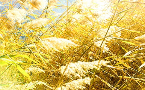 �P���JȔ?sh��)����?00����ƪ