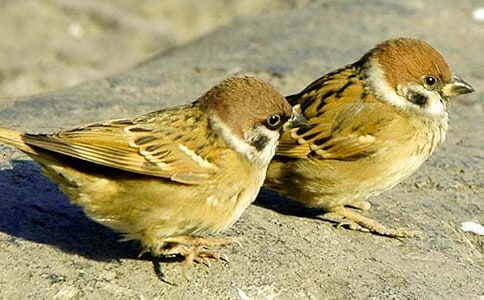 麻雀的幽默笑話