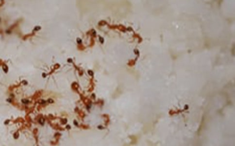 ����һֻΛρ����400�֣����x21ƪ��